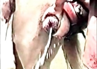 Porn compilation featuring horse cocks